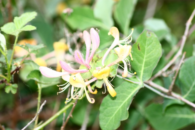 Fiore rampicante: Lonicera caprifolium